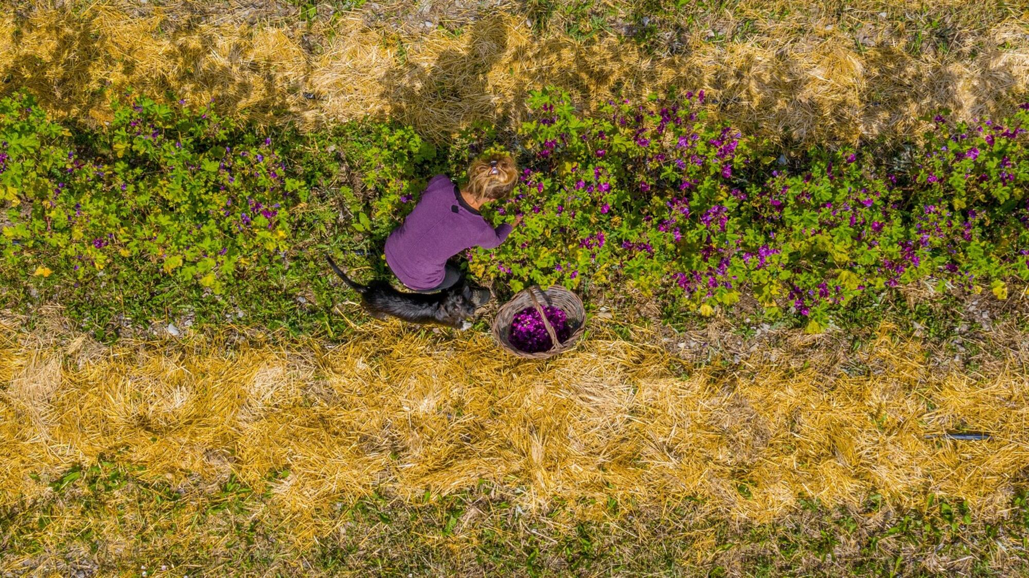 Cueillette de mauves dans le Buëch/ Crédit photo : Aiganha