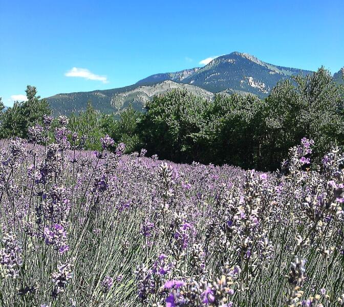 Distillerie de lavande bio - Les Pusteaux