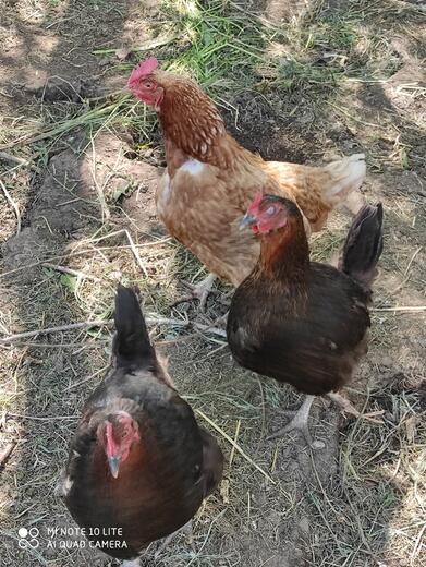 Au logis de haute corréo - Photo 21