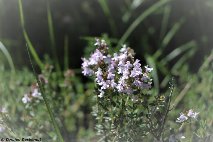 col de cuberselle - Photo 7