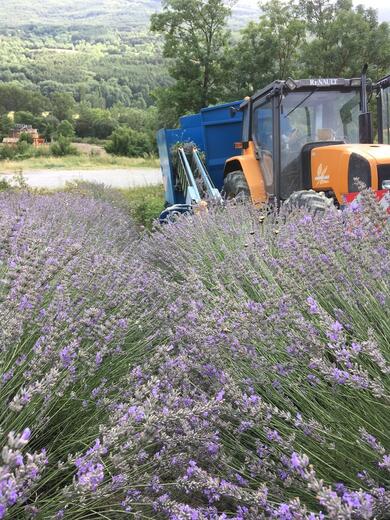 lavande - Les pusteaux - Photo 11