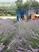 Photo lavande - Les pusteaux - Photo 11