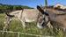Photo Domaine de la Beaumette_Aspres-sur-Buëch - Photo 20