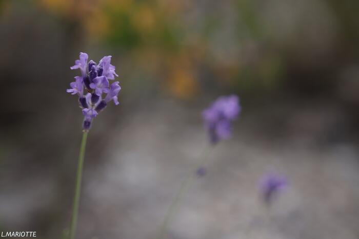 Col de Pierrefeu depuis Glaise - Photo 5