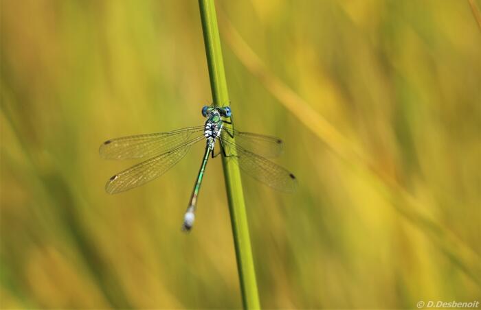 Pic de Céuse par Châtillon - Photo 5