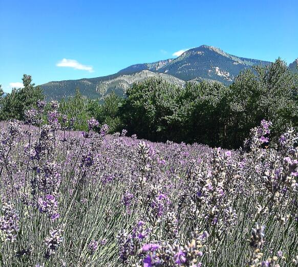 lavande - Les pusteaux - Photo 0