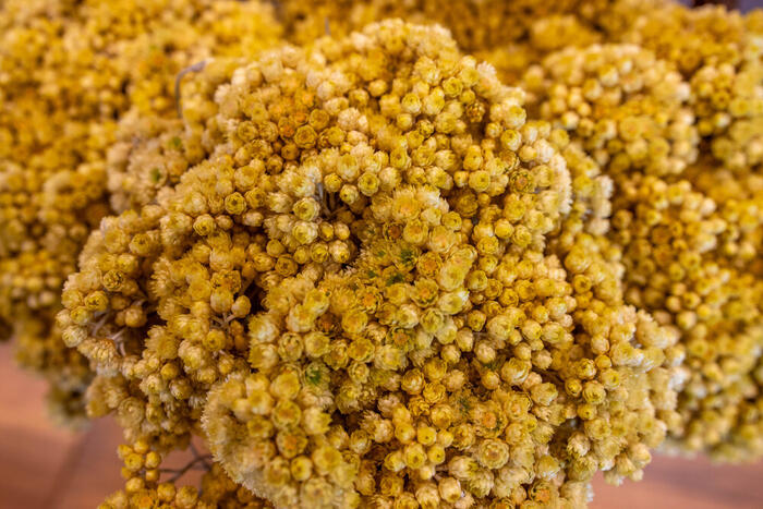 Lavanderaie des Hautes Baronnies - Photo 1