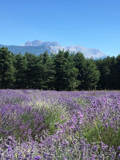lavande - Les pusteaux - Photo 7