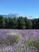 Photo lavande - Les pusteaux - Photo 7
