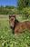 Photo Domaine de la Beaumette_Aspres-sur-Buëch - Photo 14