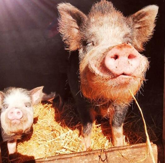 Domaine de la Beaumette - Photo 3