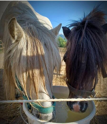 Domaine de la Beaumette - Photo 9