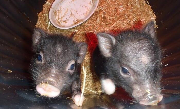 Domaine de la Beaumette à Aspres-sur-Buëch - Photo 5
