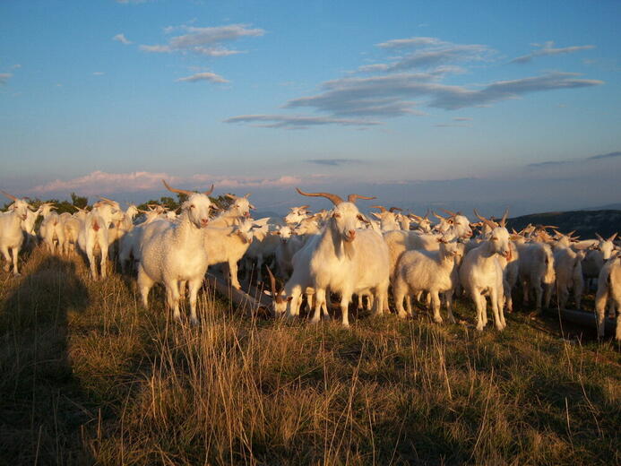 Chèvres cachemire - Sigottier - Photo 9