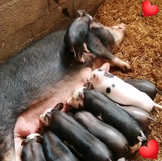 Domaine de la Beaumette - Photo 4