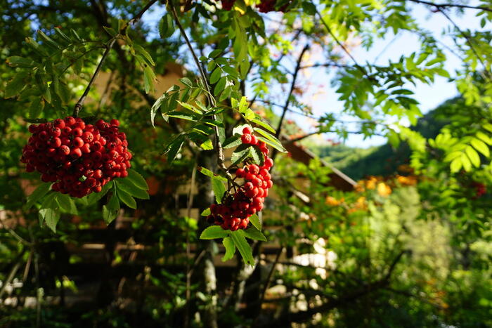 Maison forestière ONF de Chaudun - Photo 6