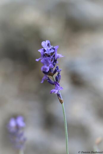 Petite boucle de l'Eygau - Photo 3