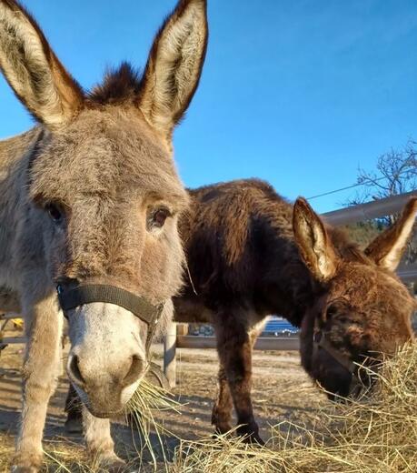 Domaine de la Beaumette - Photo 2