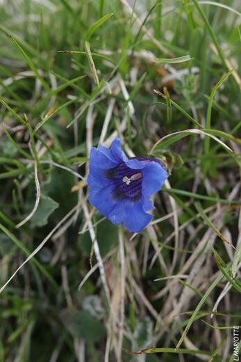 Pic de Bure depuis les Sauvas - Photo 11