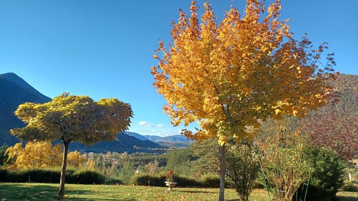 arbres - Photo 20