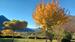 Photo arbres - Photo 20