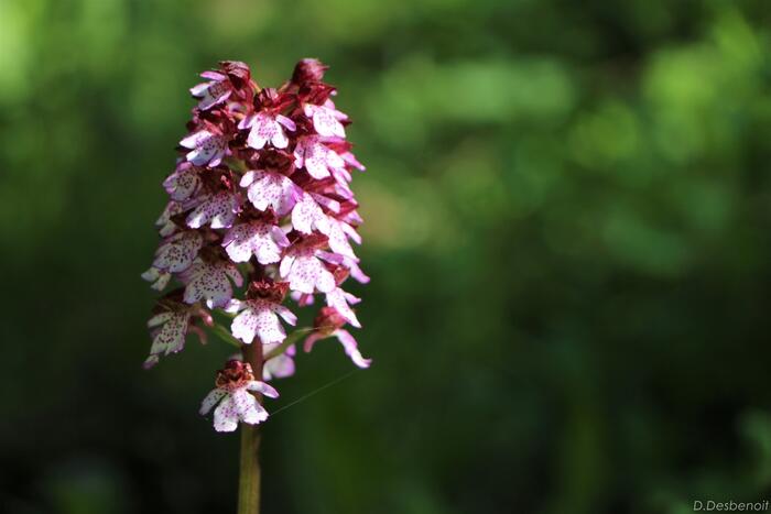 Les Agniellards - Photo 1