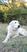 Photo Projection d'un film sur les chiens de protection "Rasco et Nous"_Veynes - Photo 2