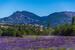 Photo Lavanderaie des hautes Baronnies à Orpierre - Photo 9