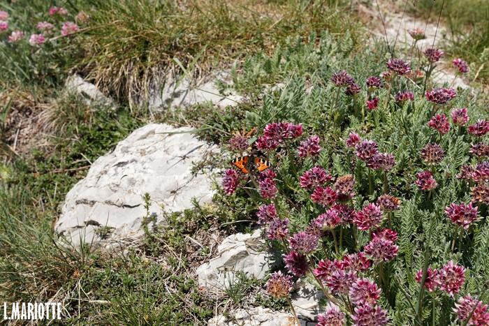 Montagne d'Oule - Photo 8