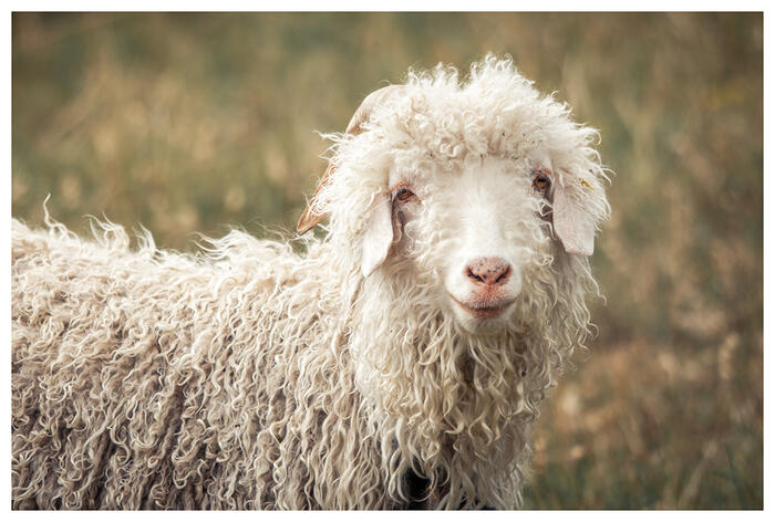 Chèvre mohair - Sigottier - Photo 10