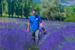 Photo Lavanderaie des Hautes Baronnies - Photo 1