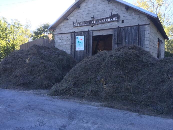 lavande - Les pusteaux - Photo 10