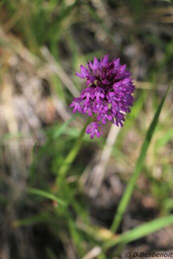 sentier thématique-Montbrand - Photo 3