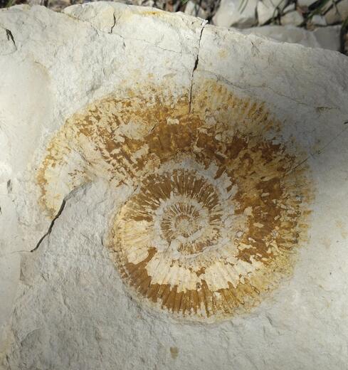 fossiles du Haut Buech - Photo 12